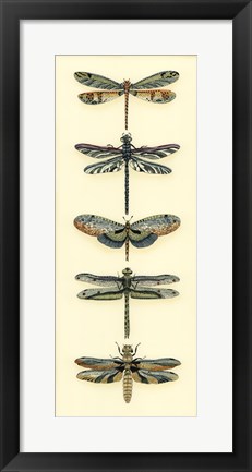 Framed Dragonfly Collector II Print