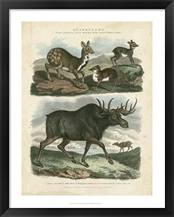 Framed Deer &amp; Moose Print