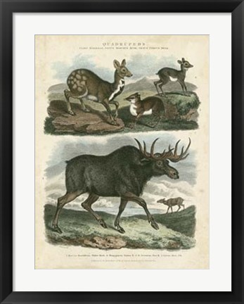 Framed Deer &amp; Moose Print