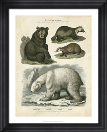 Framed Brown Bear &amp; Polar Bear Print