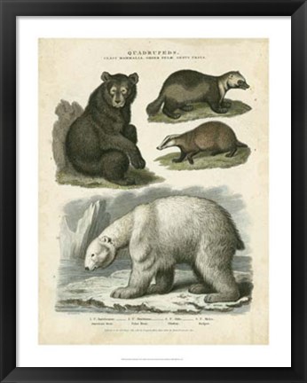 Framed Brown Bear &amp; Polar Bear Print