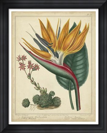 Framed Golden Bird of Paradise Print