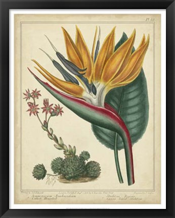 Framed Golden Bird of Paradise Print