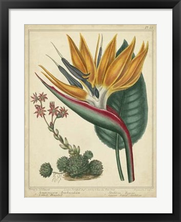 Framed Golden Bird of Paradise Print