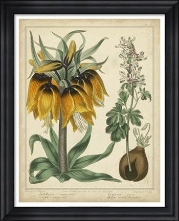 Framed Golden Crown Imperial Print