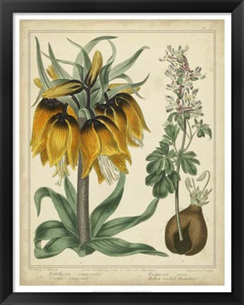 Framed Golden Crown Imperial Print