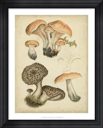 Framed Antique Mushrooms I Print