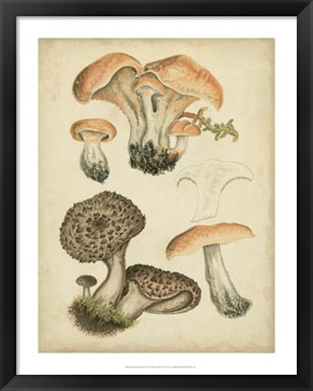Framed Antique Mushrooms I Print