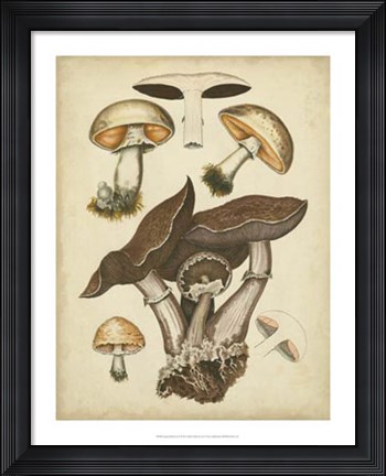 Framed Antique Mushrooms II Print