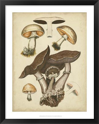 Framed Antique Mushrooms II Print