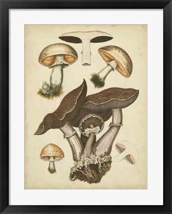 Framed Antique Mushrooms II Print