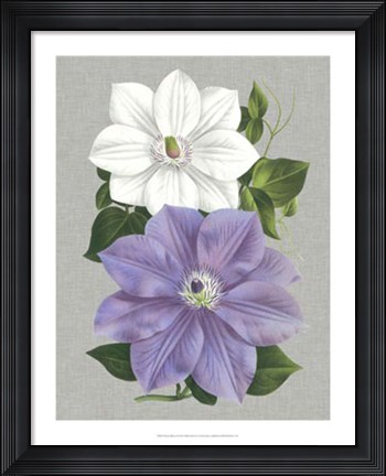 Framed Clematis Blooms I Print