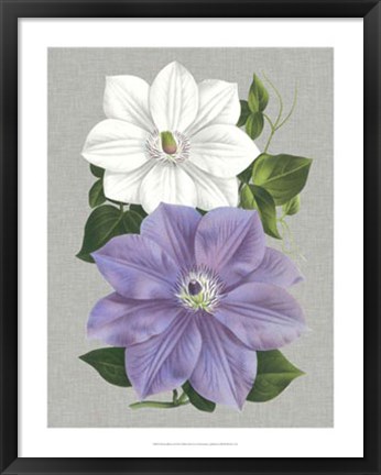 Framed Clematis Blooms I Print