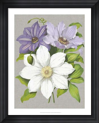 Framed Clematis Blooms II Print