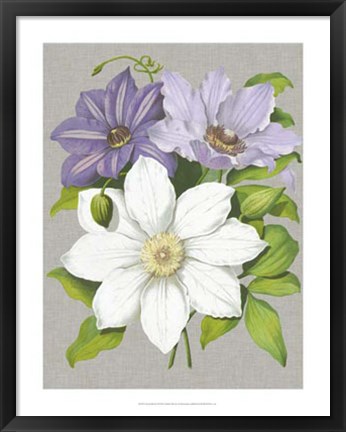 Framed Clematis Blooms II Print