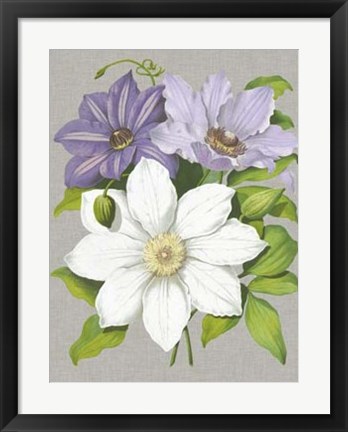 Framed Clematis Blooms II Print