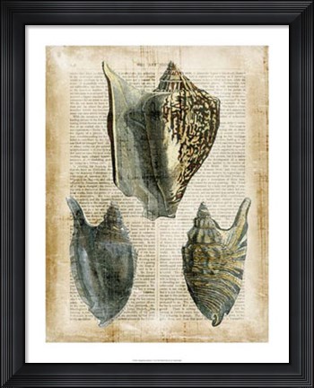 Framed Antiquarian Seashells I Print