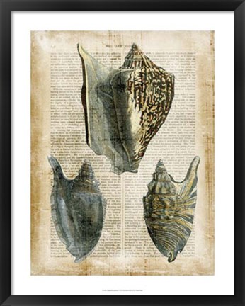 Framed Antiquarian Seashells I Print