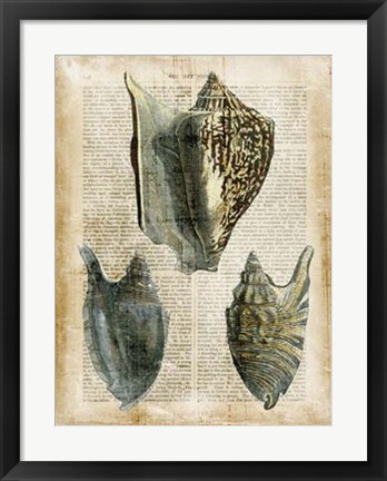 Framed Antiquarian Seashells I Print