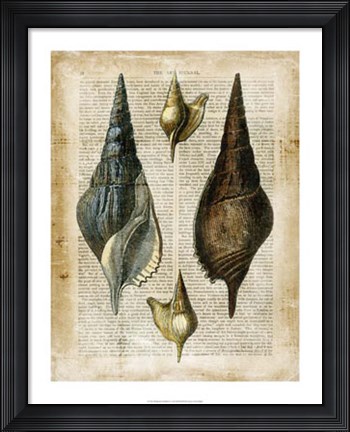 Framed Antiquarian Seashells II Print
