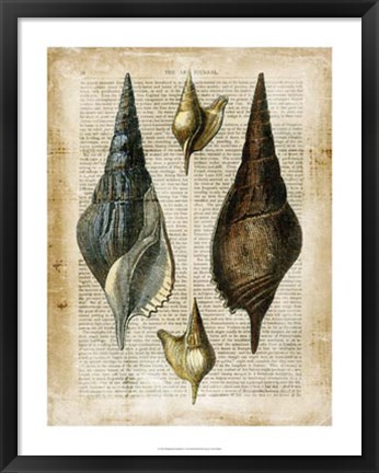 Framed Antiquarian Seashells II Print