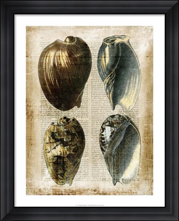 Framed Antiquarian Seashells III Print