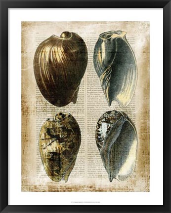 Framed Antiquarian Seashells III Print