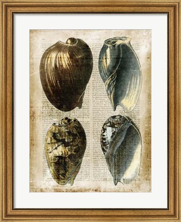 Framed Antiquarian Seashells III Print