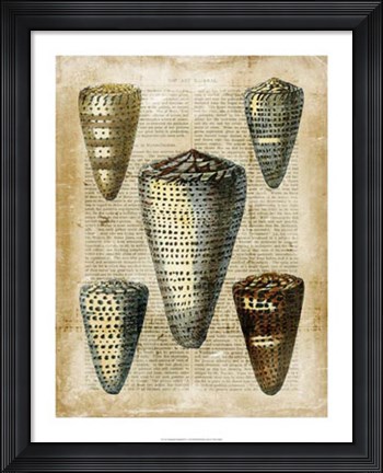 Framed Antiquarian Seashells IV Print