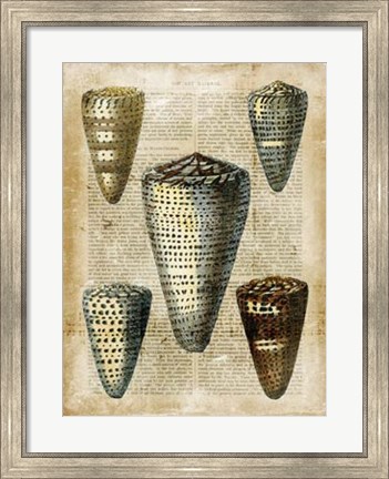 Framed Antiquarian Seashells IV Print