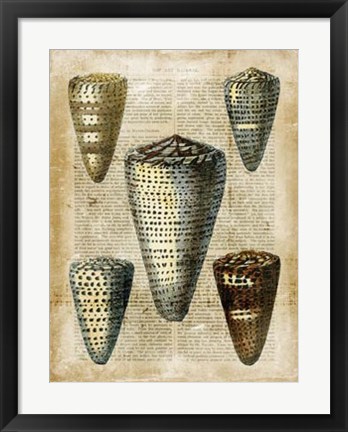 Framed Antiquarian Seashells IV Print