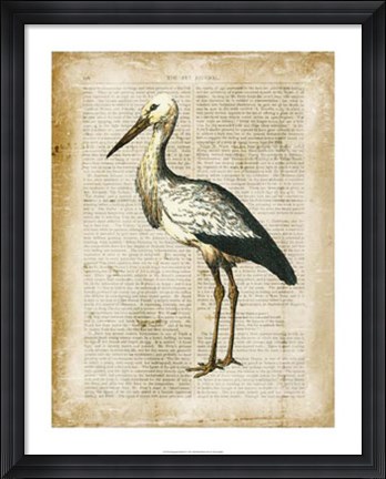 Framed Antiquarian Birds II Print
