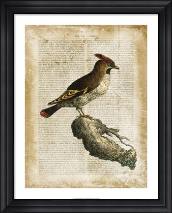 Framed Antiquarian Birds III Print