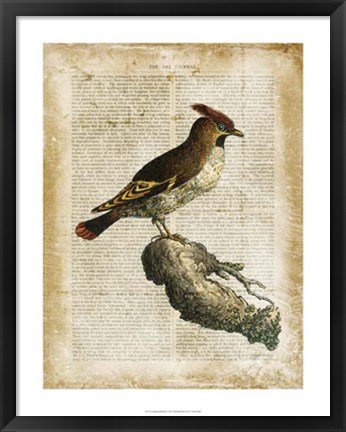 Framed Antiquarian Birds III Print