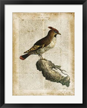 Framed Antiquarian Birds III Print