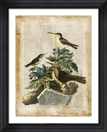 Framed Antiquarian Birds IV Print
