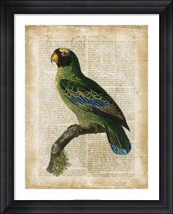 Framed Antiquarian Birds VI Print