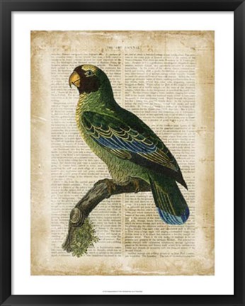 Framed Antiquarian Birds VI Print