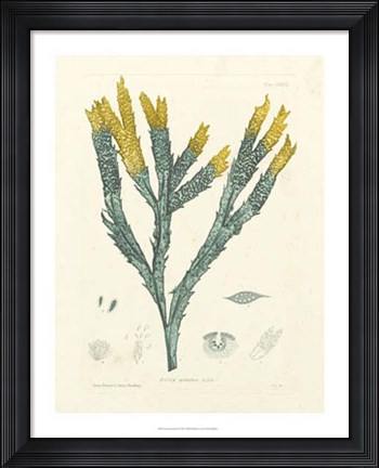 Framed Luminous Seaweed I Print