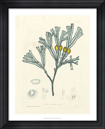 Framed Luminous Seaweed II Print