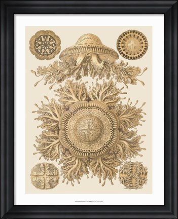 Framed Sophisticated Sealife I Print