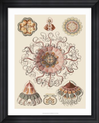 Framed Sophisticated Sealife II Print
