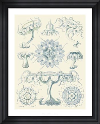 Framed Sophisticated Sealife III Print