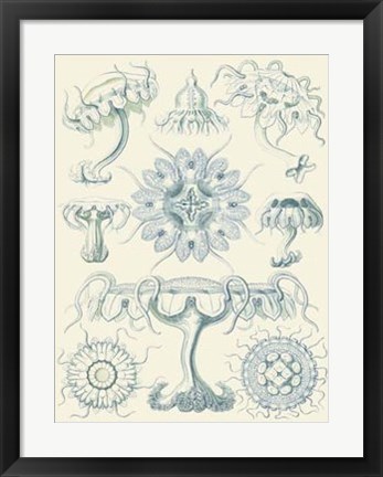 Framed Sophisticated Sealife III Print