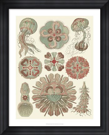 Framed Sophisticated Sealife IV Print