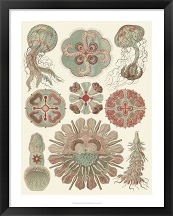 Framed Sophisticated Sealife IV Print