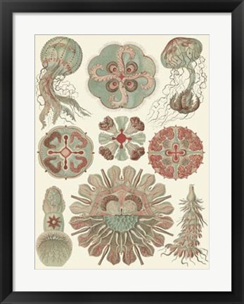 Framed Sophisticated Sealife IV Print