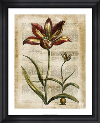Framed Antiquarian Tulips I Print