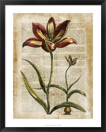 Framed Antiquarian Tulips I Print