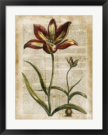 Framed Antiquarian Tulips I Print